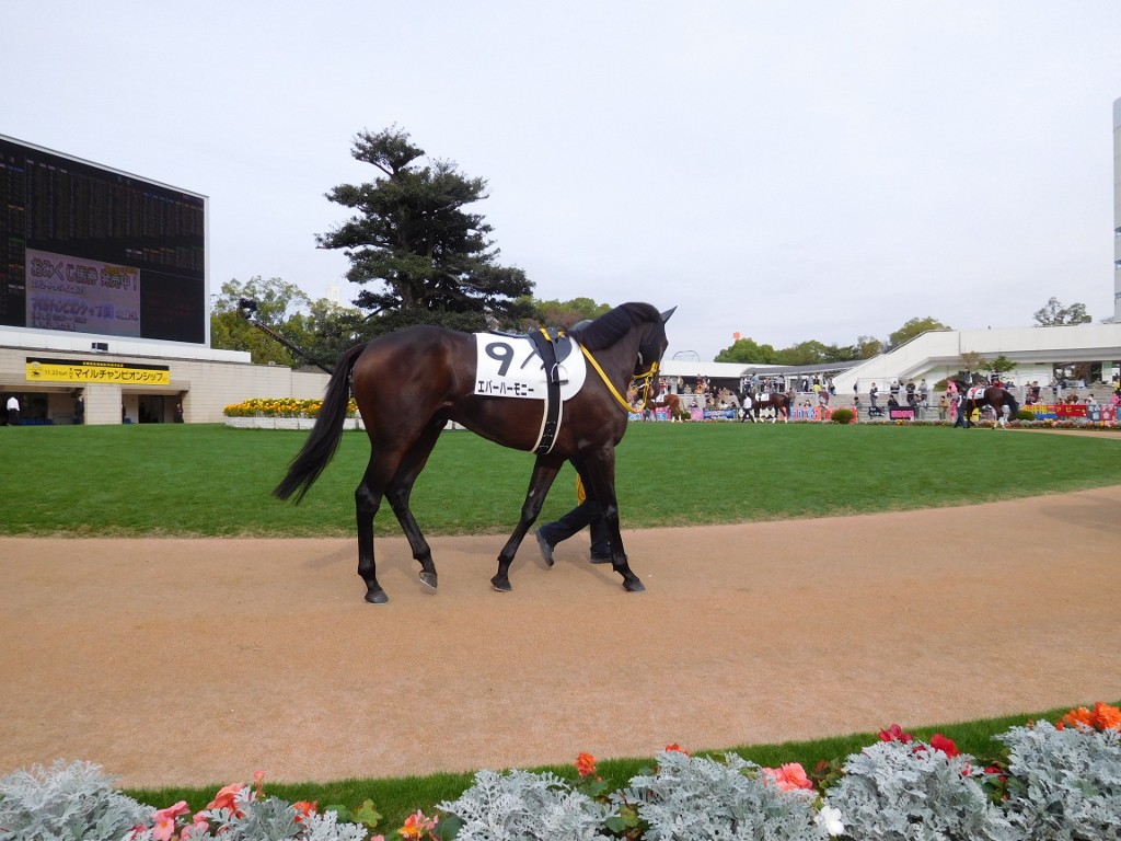 前走、京都競馬場パドックにて