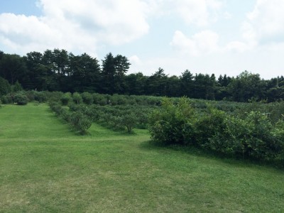 広大なあきたブルーベリー農園