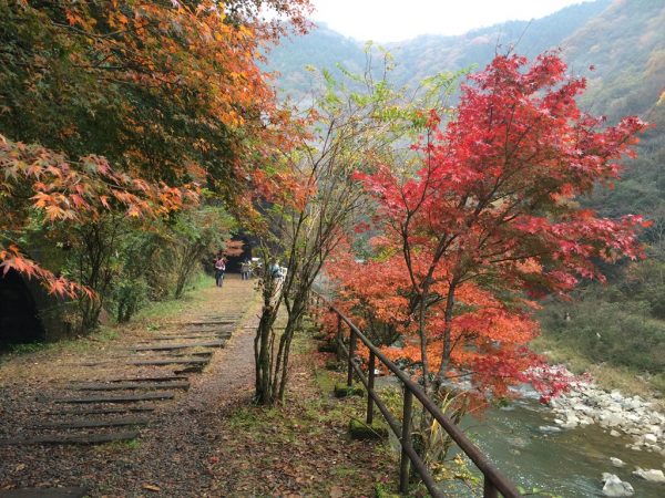 紅葉と廃線敷