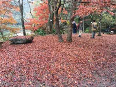 親水広場・紅葉絨毯