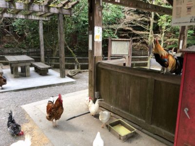 休憩所の横にエサ