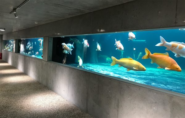 横から水槽見学