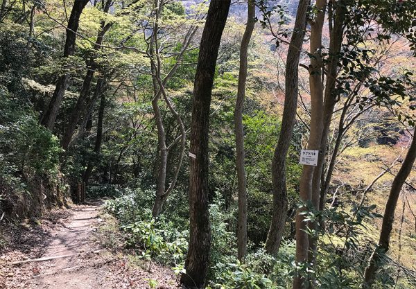 隔水亭への山道