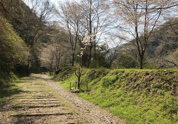 ハイキングコース・桜ふれあい広場