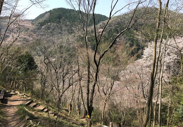 桜坂頂上