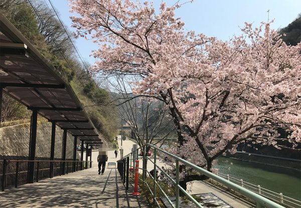 武田尾駅改札出口すぐの桜（ソメイヨシノ）