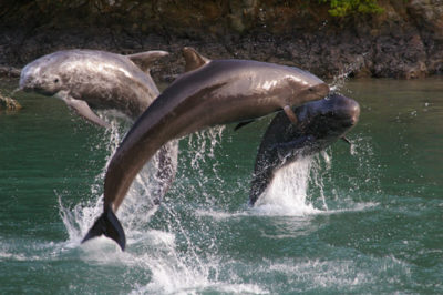 太地町立 くじらの博物館 クジラショー