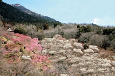 筑波山梅まつり