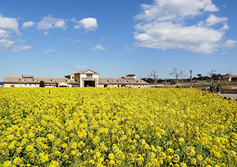 長井海の手公園 ソレイユの丘 菜の花畑