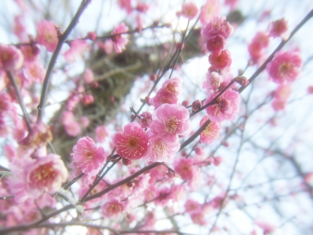 朝だ!生です旅サラダ 週末行ってみっか 三船美佳 3月3日 茨城 梅林