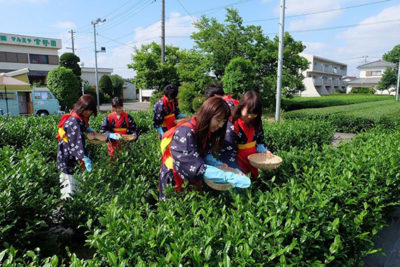 狭山茶 宮野園 茶摘み体験