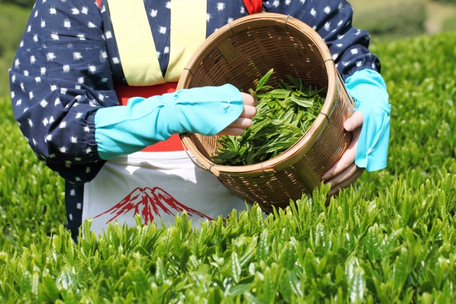 朝だ!生です旅サラダ 週末行ってみっか 三船美佳 5月19日 茶摘み 狭山茶 埼玉