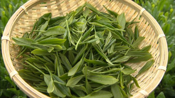 狭山茶 宮野園 茶摘み