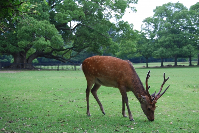 雨上がりのフォトぶら 奈良公園 ならまち 鹿 篠原信一