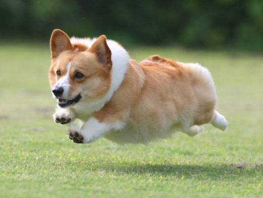 南あわじドッグラン 飛行犬撮影所