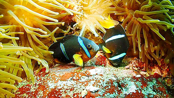 朝だ!生です旅サラダ 週末行ってみっか 三船美佳 9月8日 伊豆大島 サイクリング