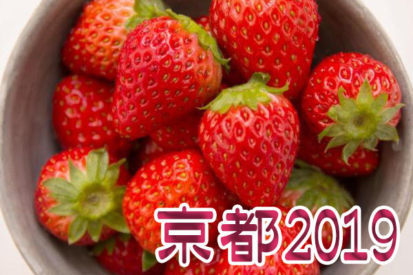 イチゴ狩り 予約 混雑 時期 期間 駐車場 スポット 品種 練乳 持ち帰り 関西 京都 2019