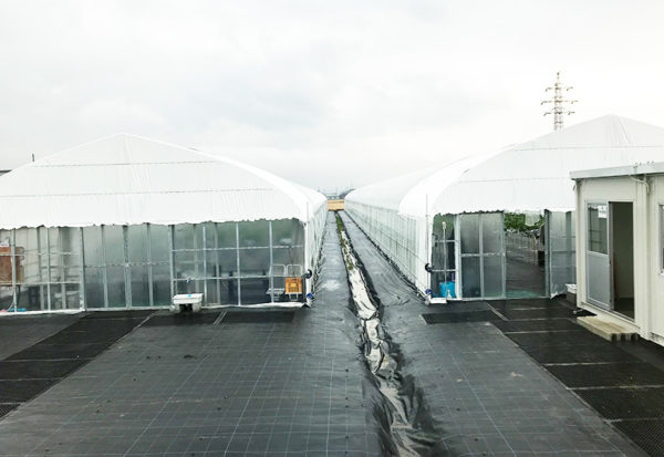 滋賀 長浜 いちご農園 中川農園