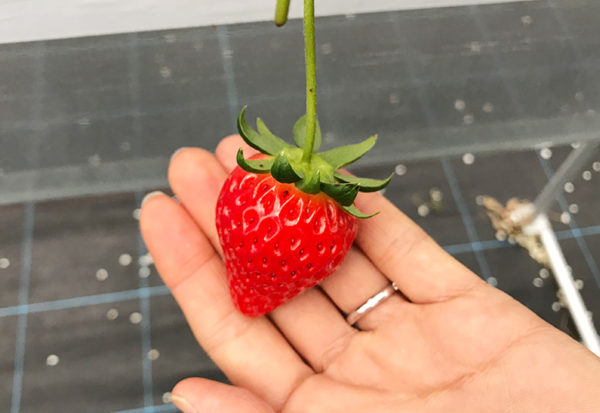 ヘタの部分が王冠 塾した苺