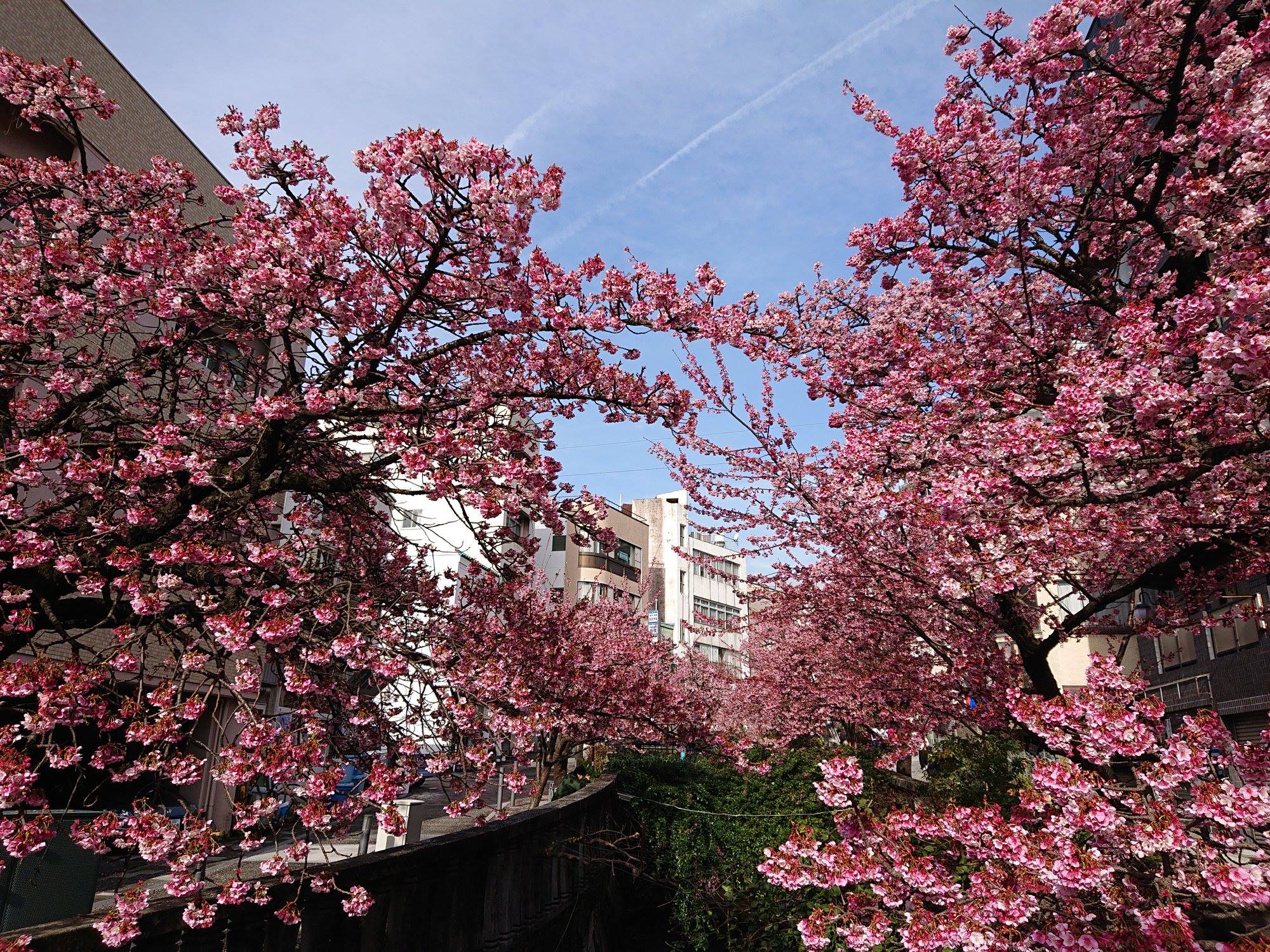 熱海 糸川桜まつり あたみ桜