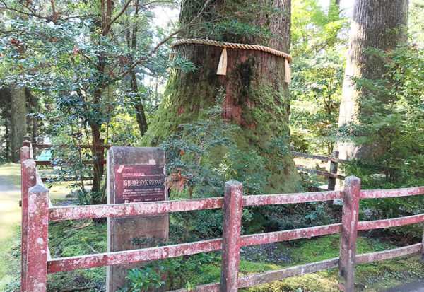 矢立の杉 箱根神社