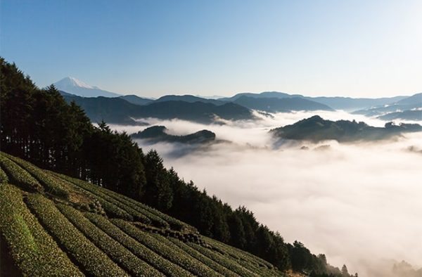 静岡 豊好園